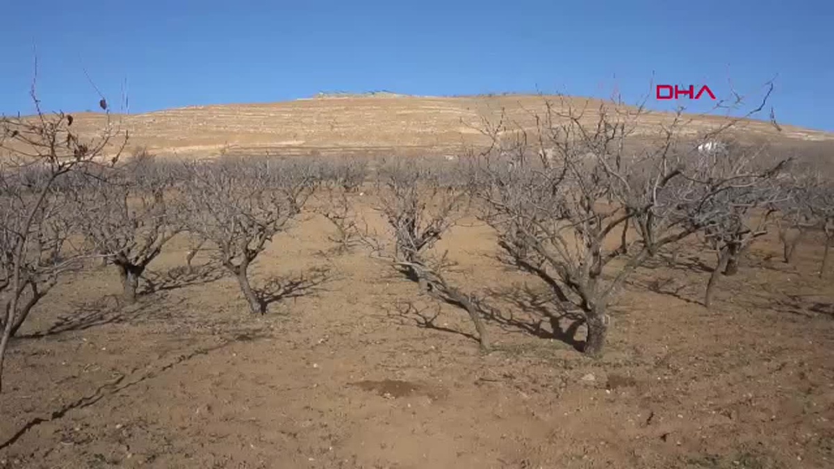 Siirt Fıstık Üreticilerinden Kuraklık Uyarısı