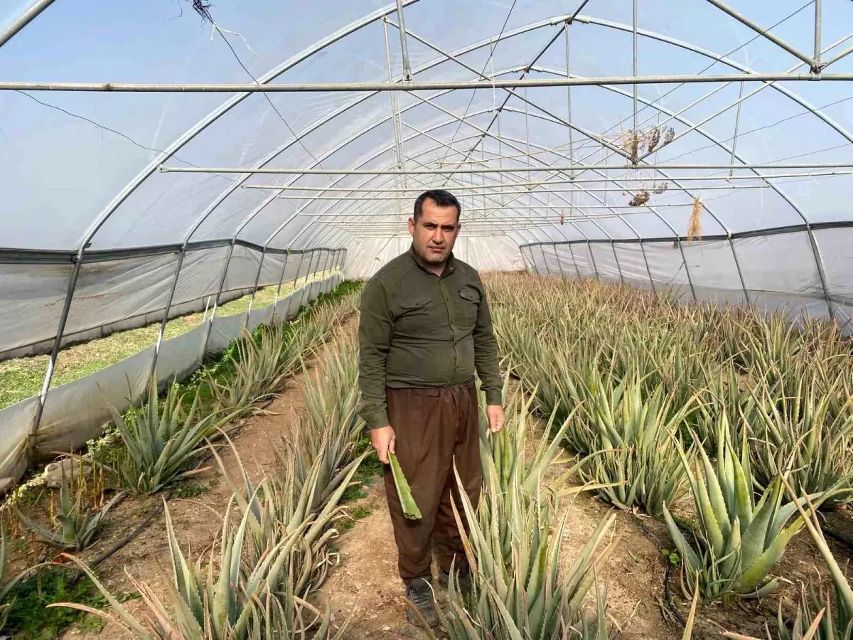 Aloe Vera Üretiminde Pazarlama Sorunu