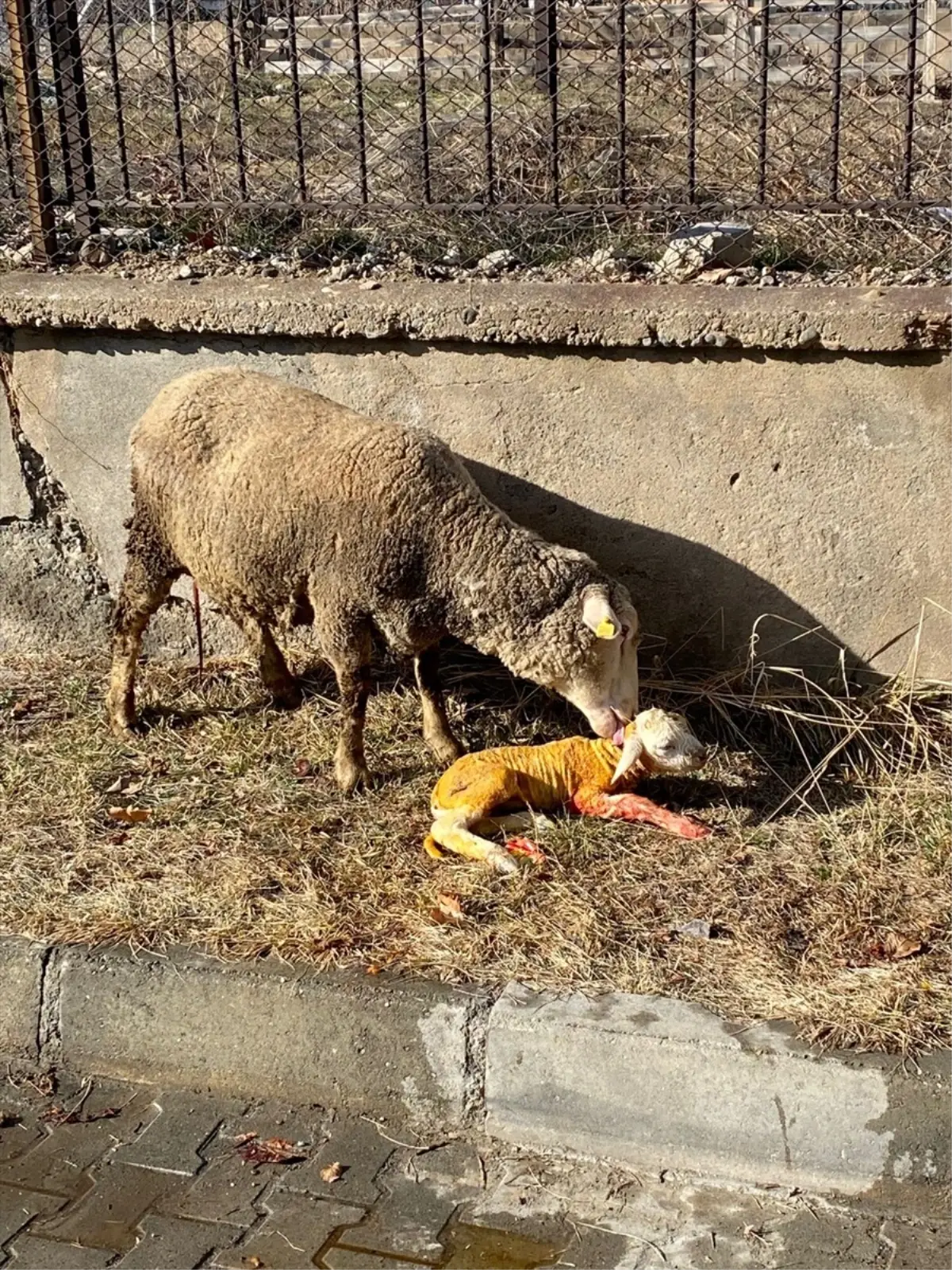 Koyun Doğumunda Veteriner Kurtarışı