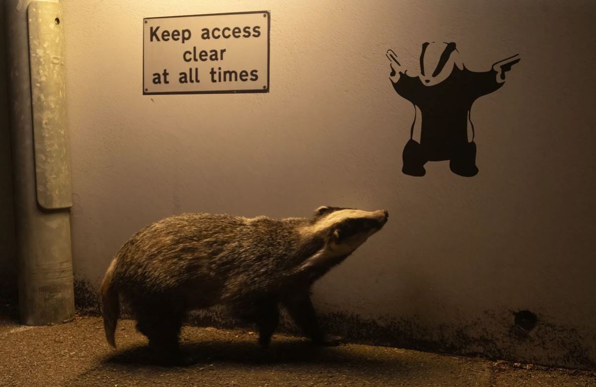 Yılın Yaban Hayatı Fotoğrafı \'No Access\' Seçildi