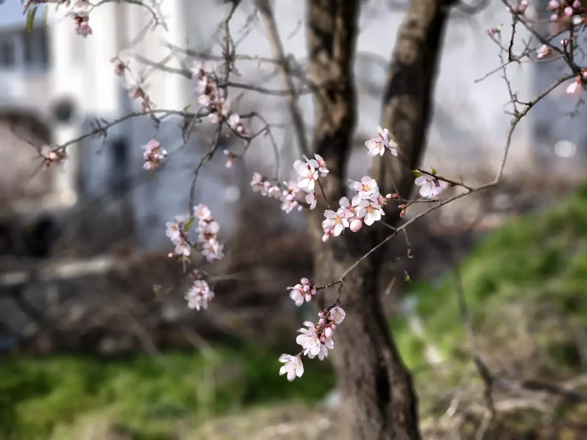 Edirne\'de Hava Sıcaklıkları Mevsim Normallerinin Üzerinde, Ağaçlar Çiçek Açtı