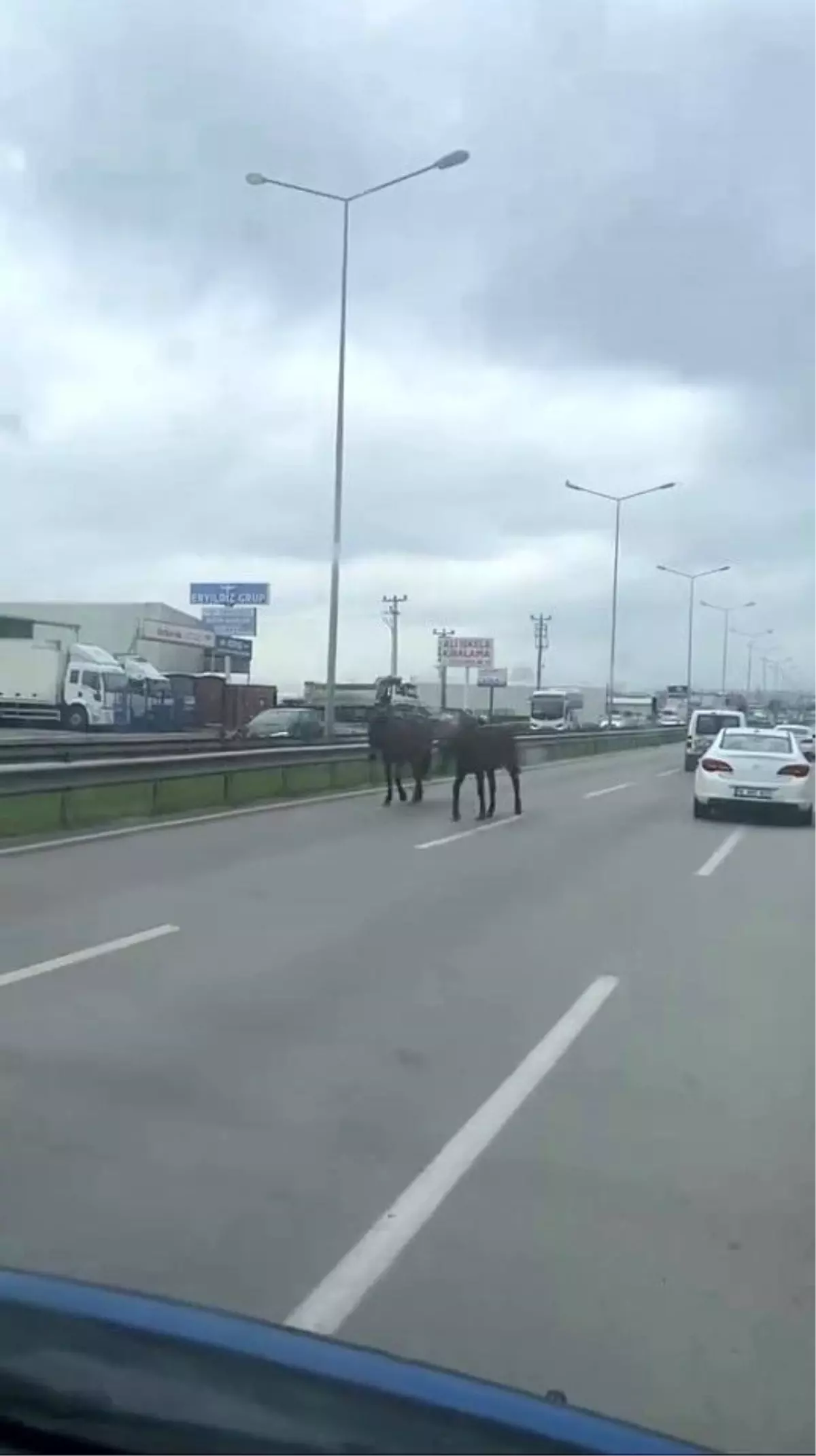 Bursa\'da Başıboş Atlar Yolu Kapatınca