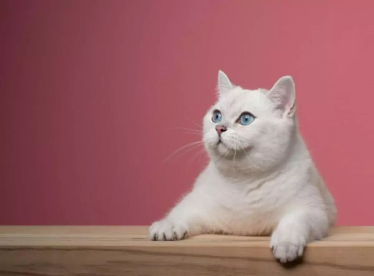 British Shorthair Kedi Irkı Hakkında Bilinmesi Gerekenler