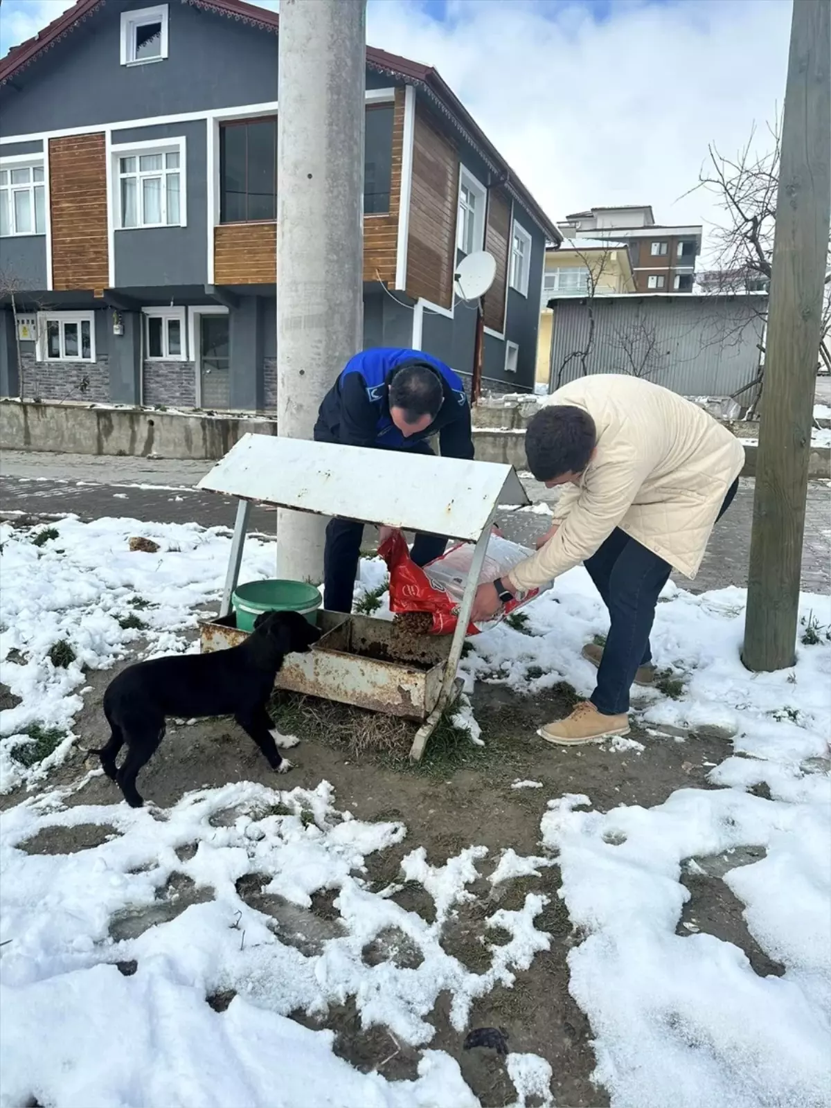 Göynük\'te Sahipsiz Hayvanlara Yemleme!