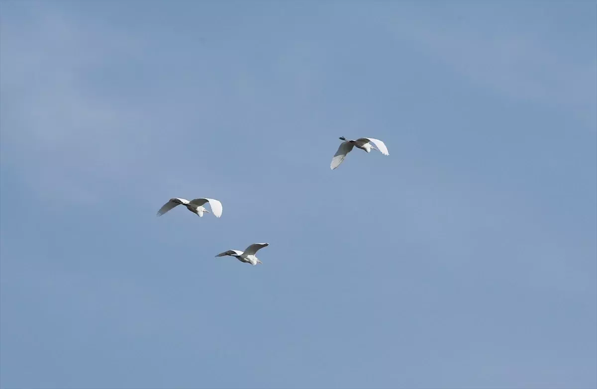 Muş Ovası\'nda Kuşlar Kışın Terk Etmedi