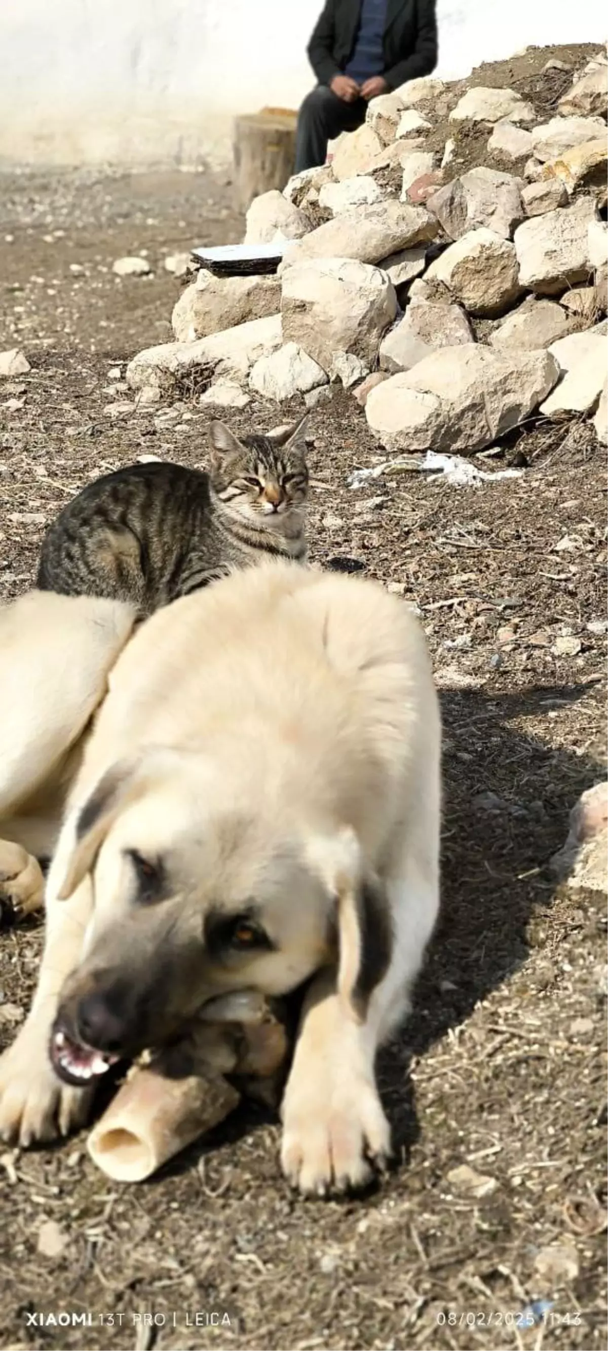 Kedi ve Köpeğin Dostluğu