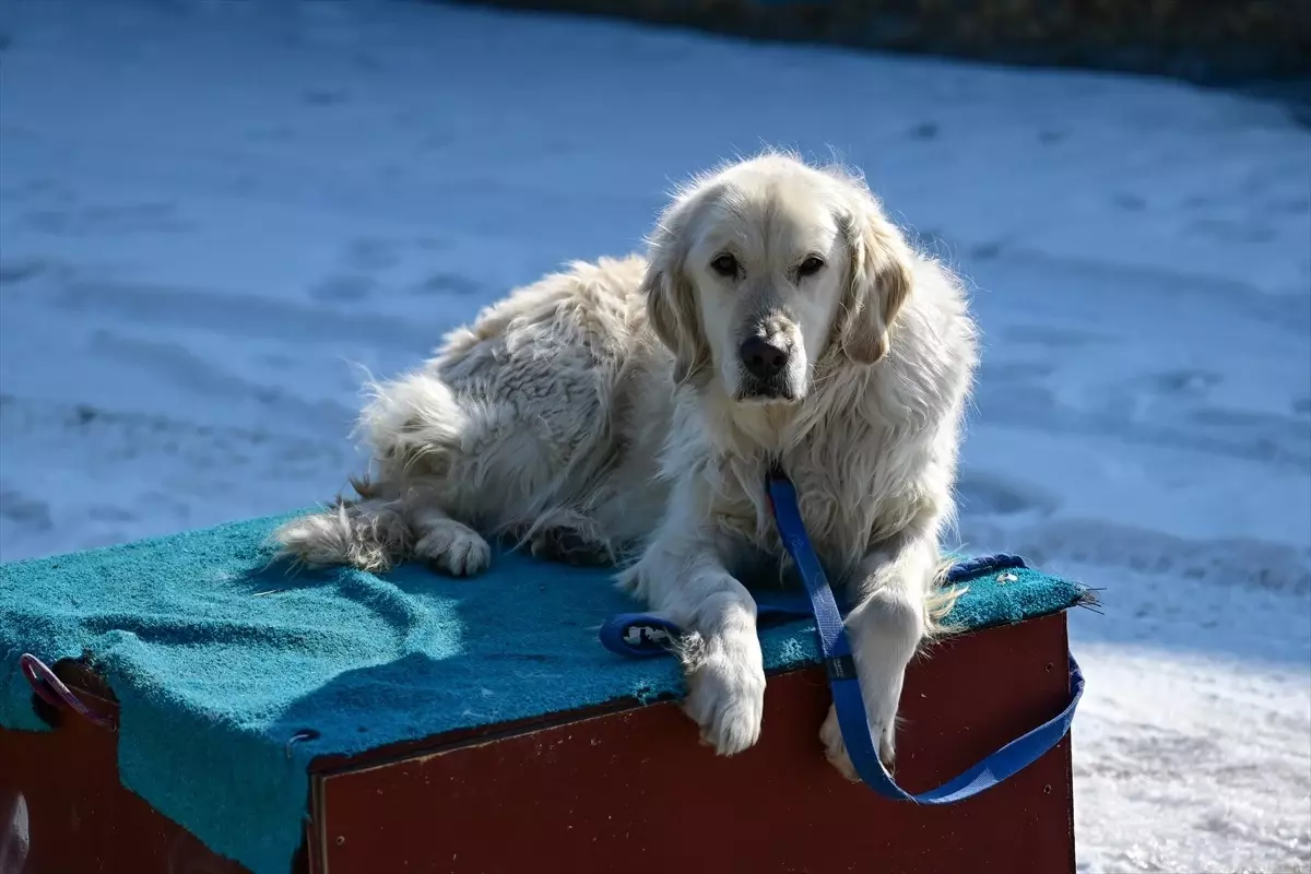 Emekli Arama Kurtarma Köpeği Poyraz Van\'da Misafir Olacak