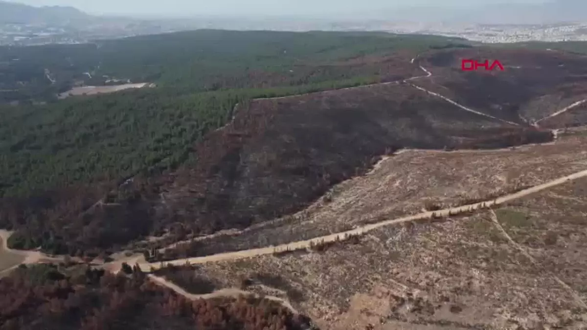 İzmir\'de Orman Yangını Sonrası Ağaçlandırma Çalışmaları Hızla Devam Ediyor