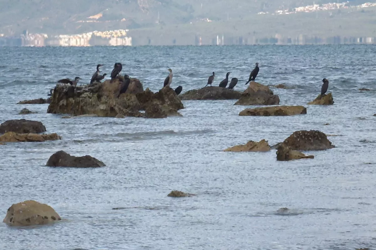 Balıkesir\'de deniz çekildi, 2 bin 500 yıllık antik liman ortaya çıktı