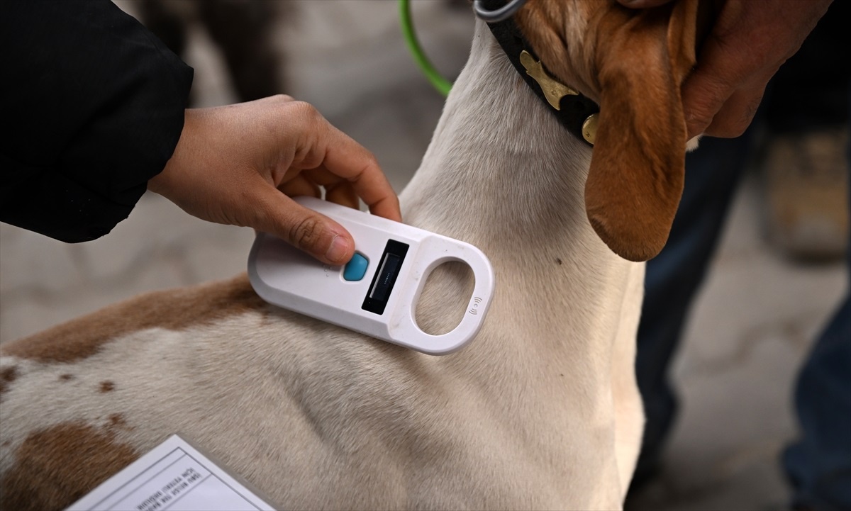 Köpek Irkları Kayıt Altına Alındı