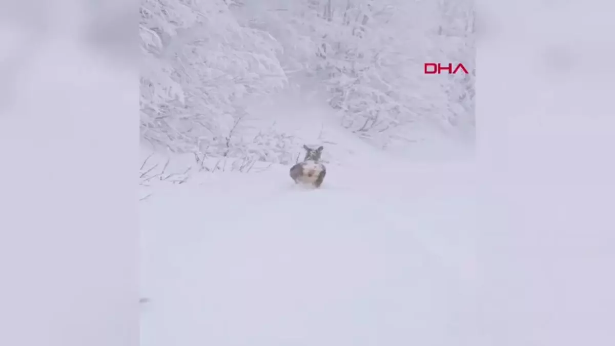 Kızılgeyikler, Kar Yağışı Altında Kuzuyayla Tabiat Parkı\'nda Görüntülendi