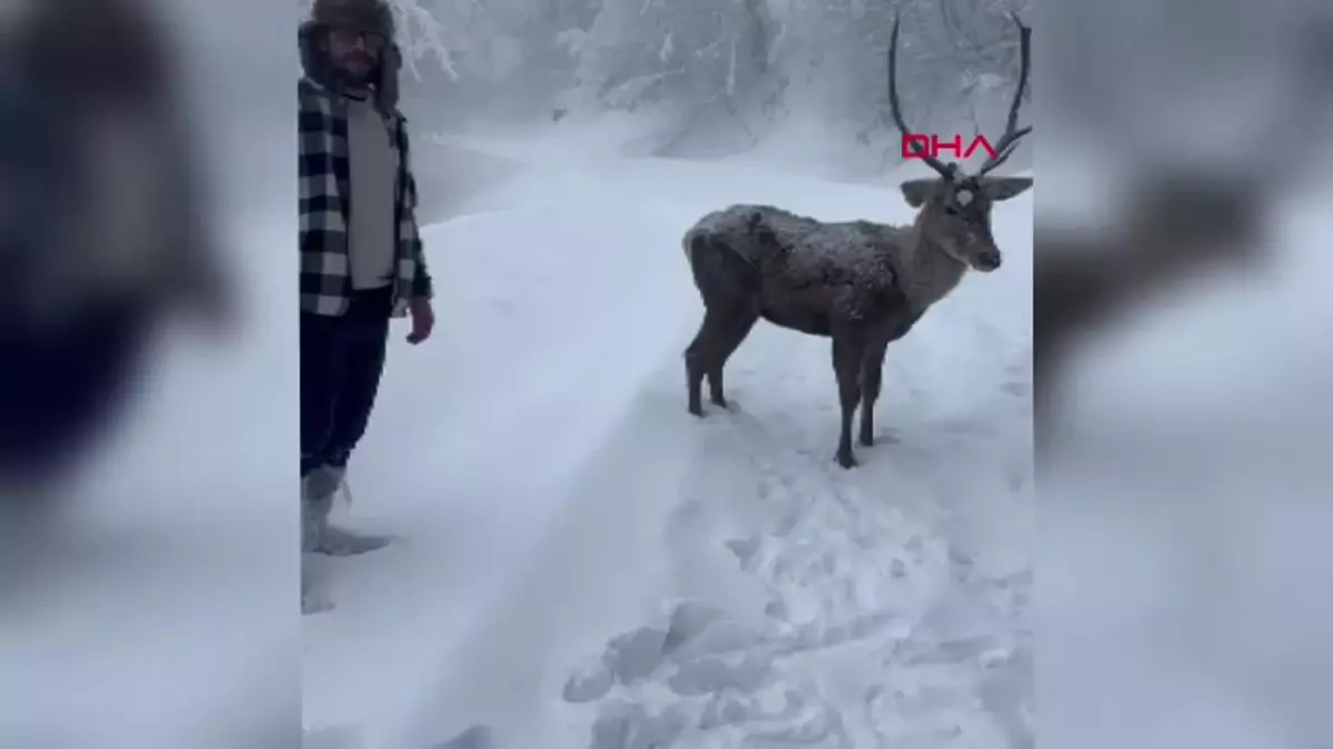 Kuzuyayla Tabiat Parkı\'nda Kızılgeyik ile Samimi Anlar