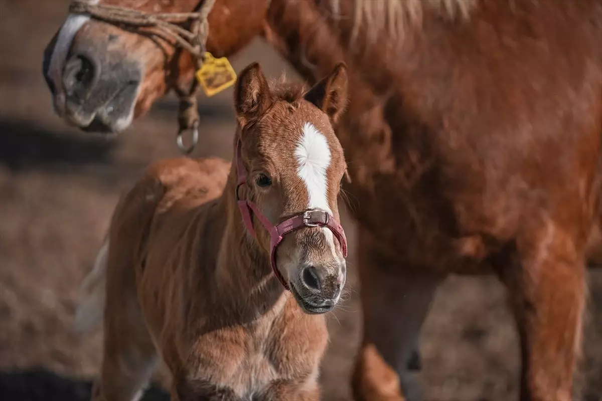 Şampiyon Adayı 435 Tay Doğacak