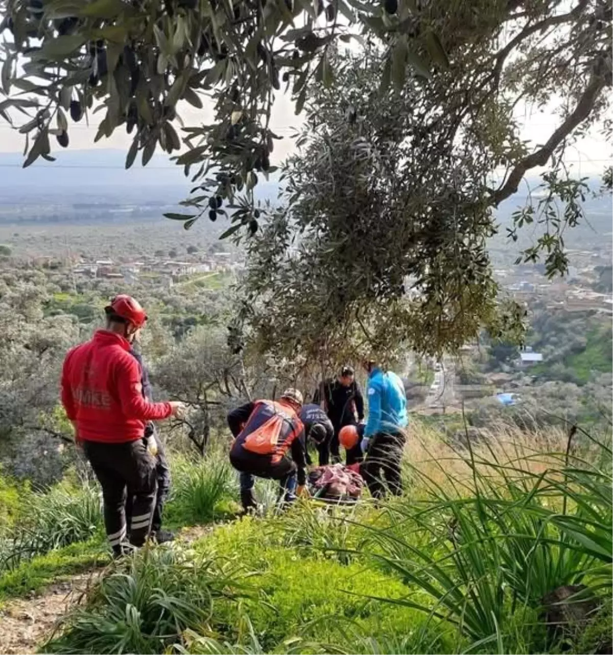 Zeytin Hasadı Sırasında Düşen Vatandaş Hastaneye Kaldırıldı