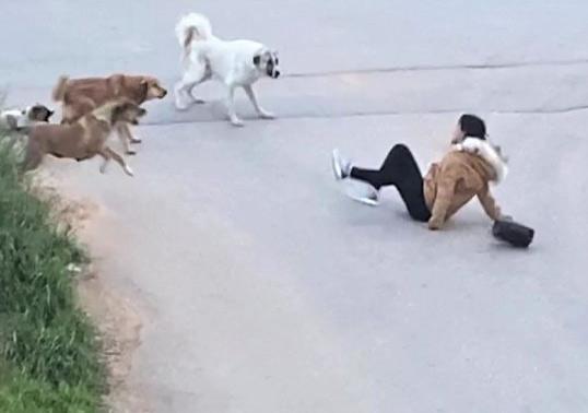 Belediyelere sahipsiz köpek başına 71 bin TL ceza kesilecek