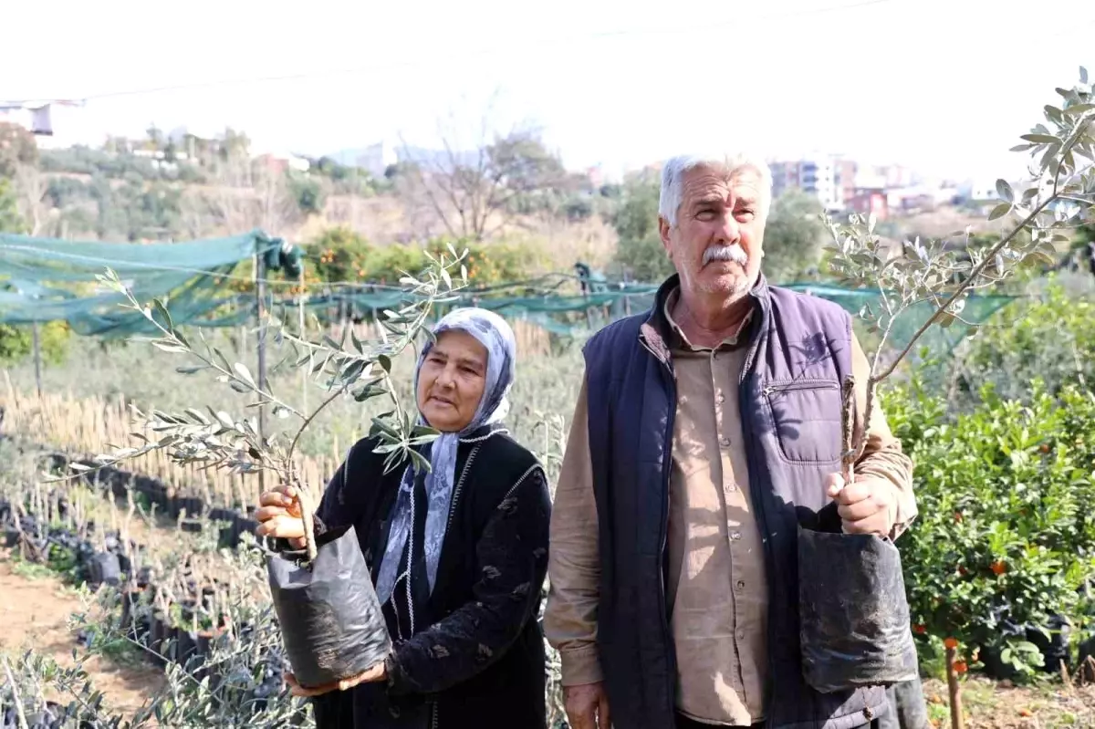 Kuraklıkla Mücadele: Ata Zeytinleri Geleceğe Taşınıyor