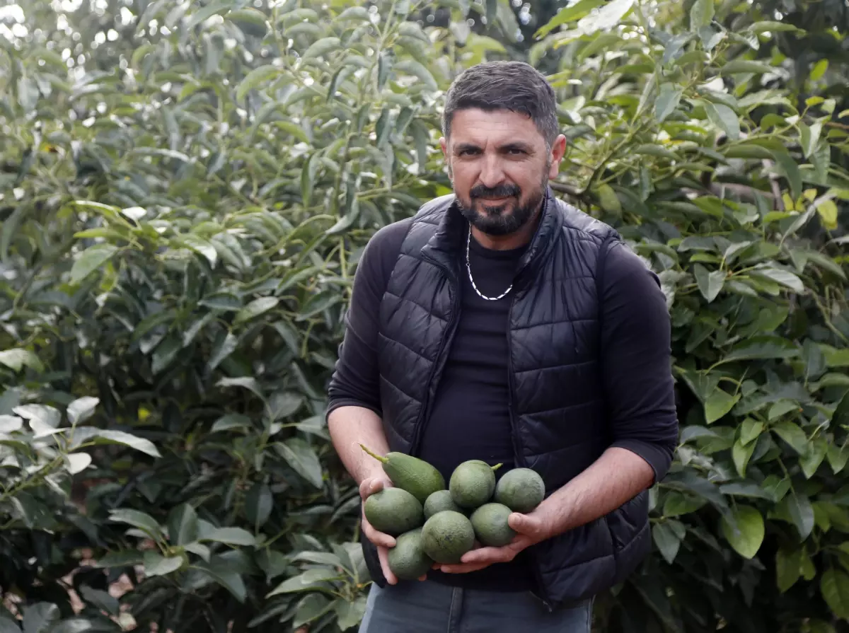 Antalya\'da Avokado Üretimi Gelir Kaynağı Oluyor