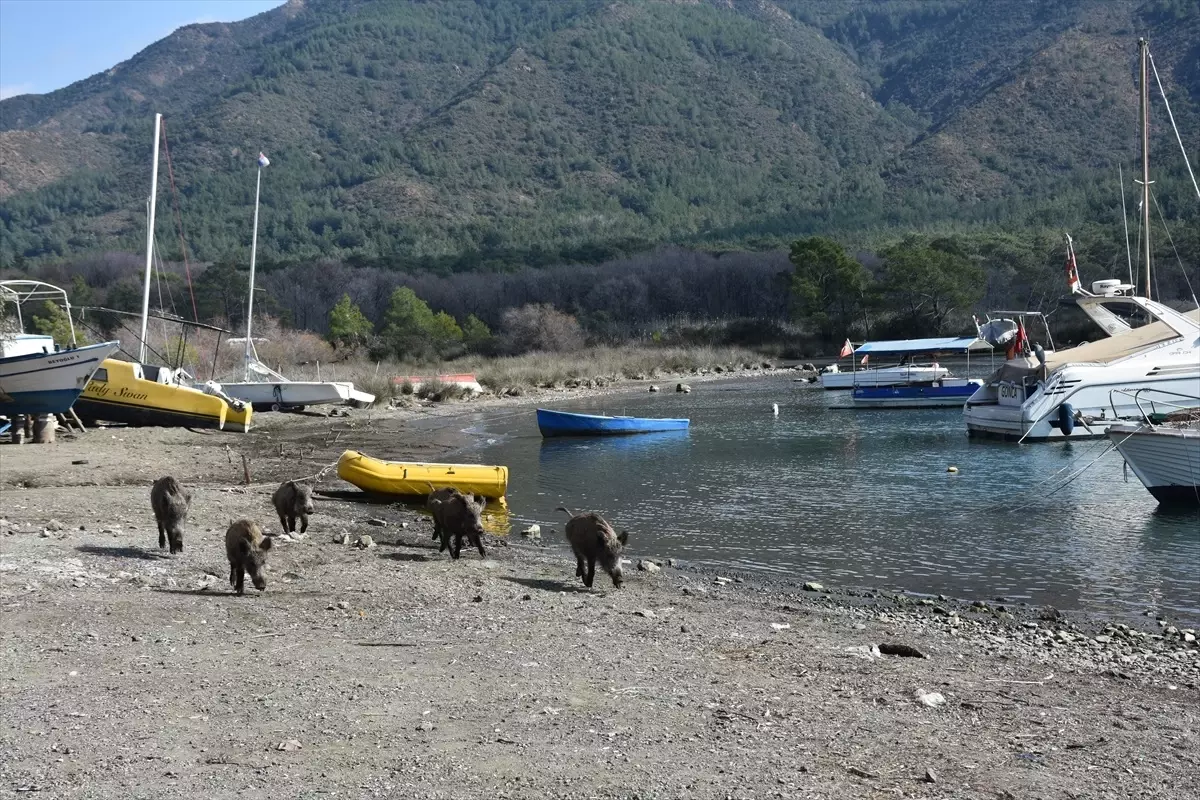 Marmaris\'te Yaban Domuzları Sahilde Yiyecek Aradı