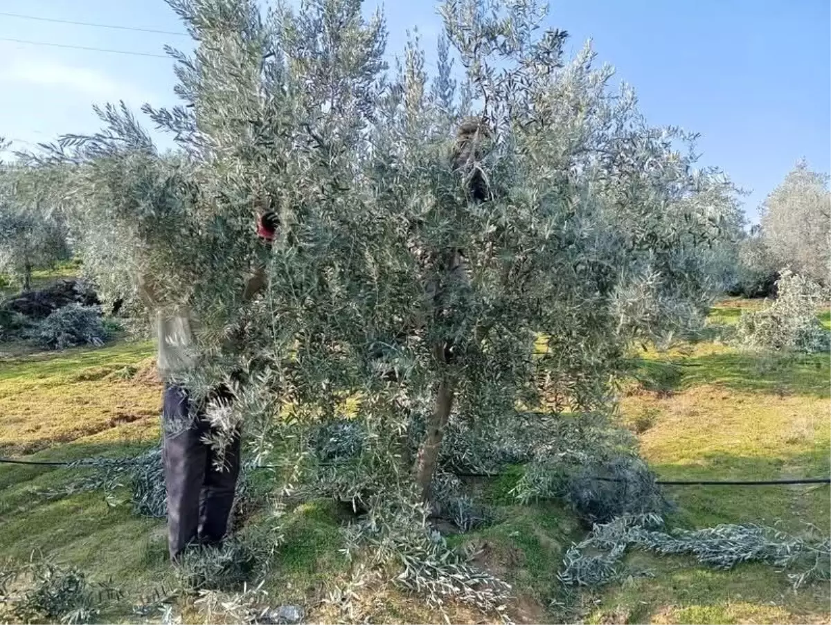 Sarıgöl\'de Zeytin Ağaçları Budanıyor