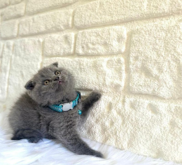 Scottish Fold Kedi Irkı Hakkında Bilinmesi Gerekenler