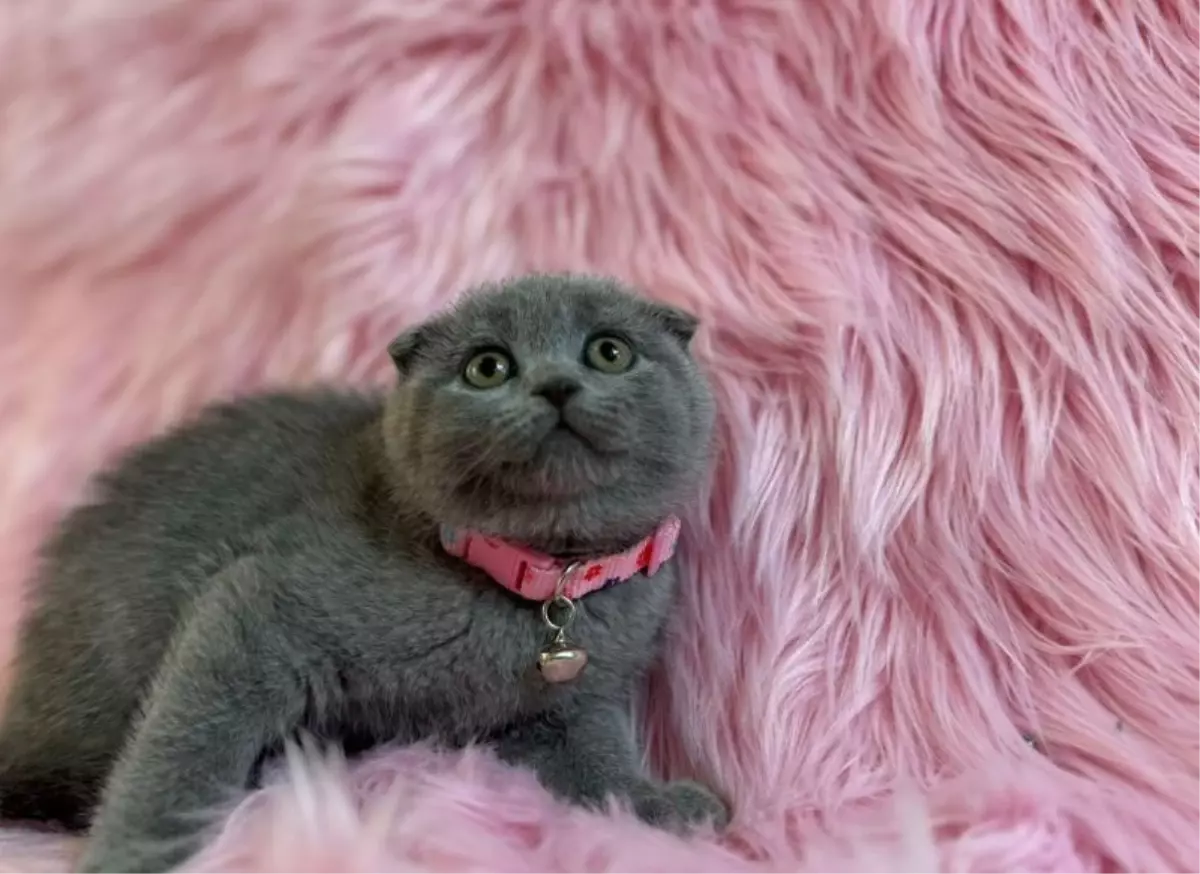 Scottish Fold Kedi Irkı Hakkında Bilinmesi Gerekenler