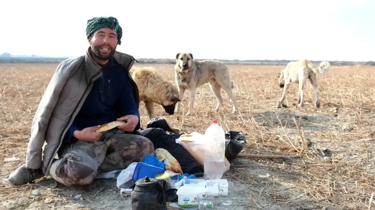 Çoban Köpekleri, Sürülerin Güvencesi