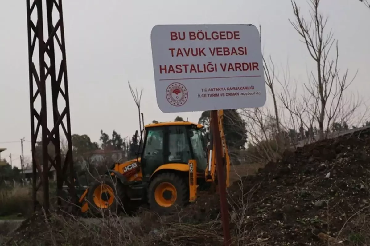 Hatay\'da kuş gribi paniği! Apar topar karantinaya alındı