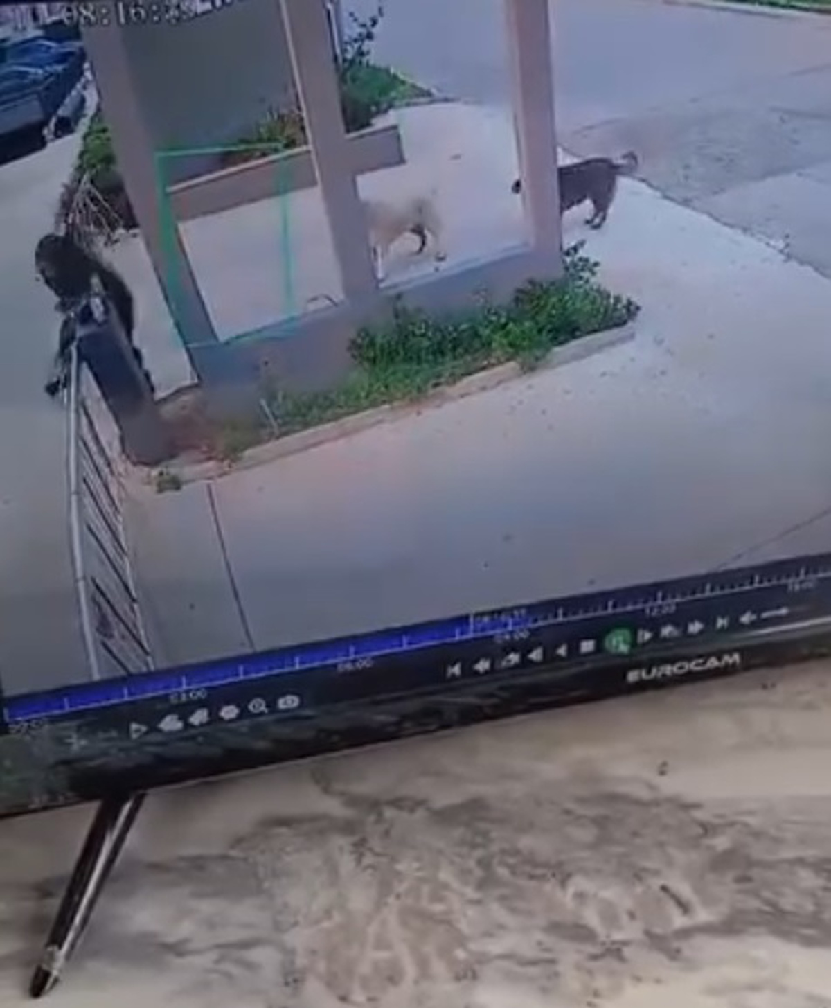 Mersin\'de Sokak Köpeklerinin Saldırısına Uğrayan Kadın Düşerek Yaralandı