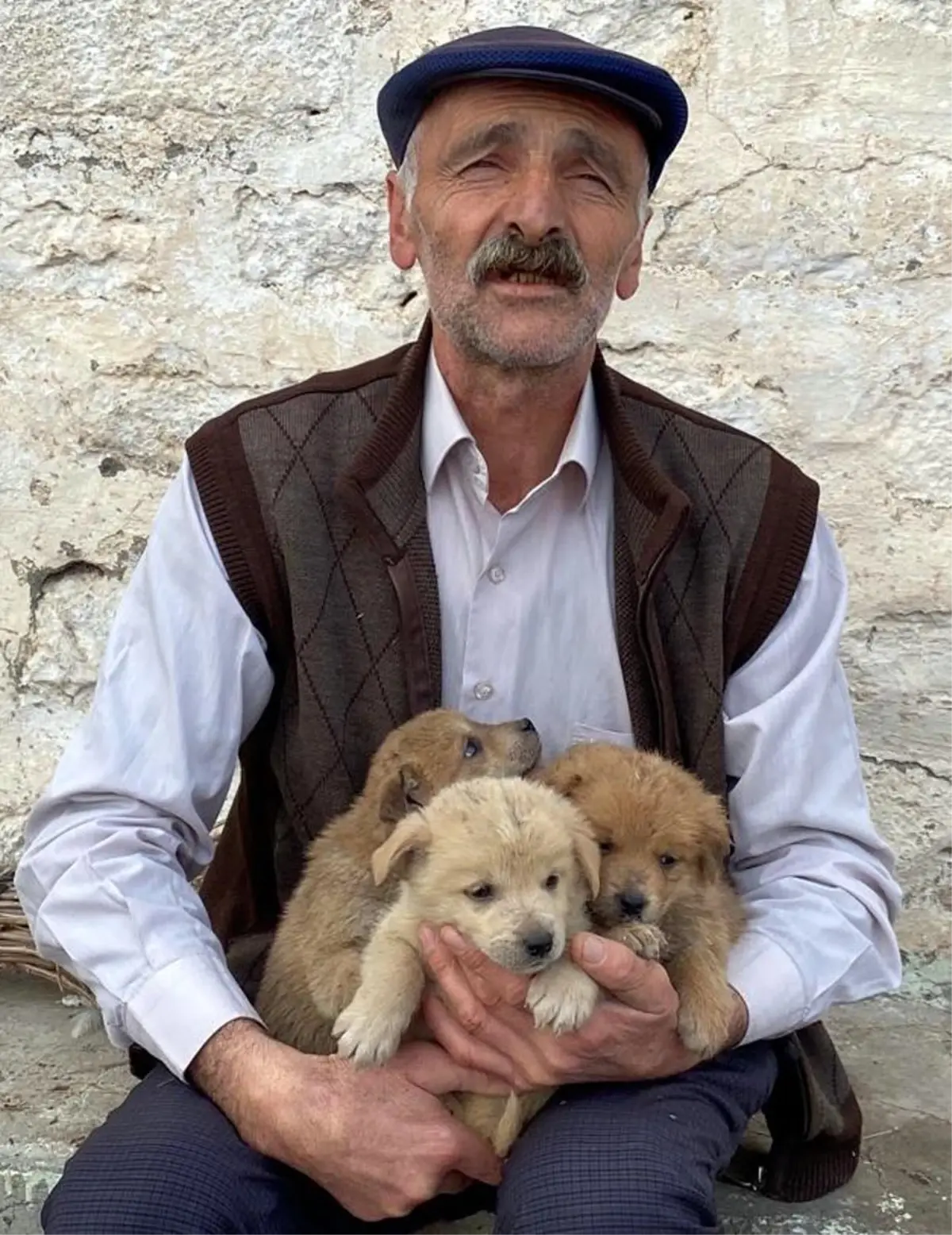 Kurt Saldırısına Rağmen 6 Yavru Köpek Hayatta Kaldı