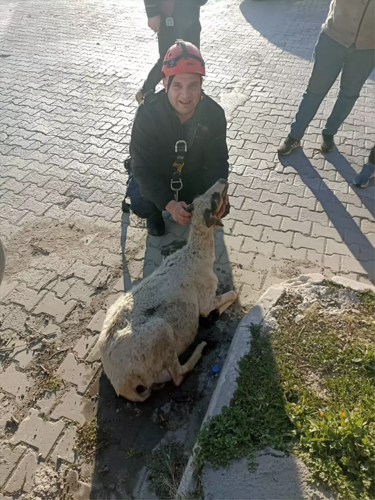 Koyun Kuyuya Düştü, İtfaiye Kurtardı