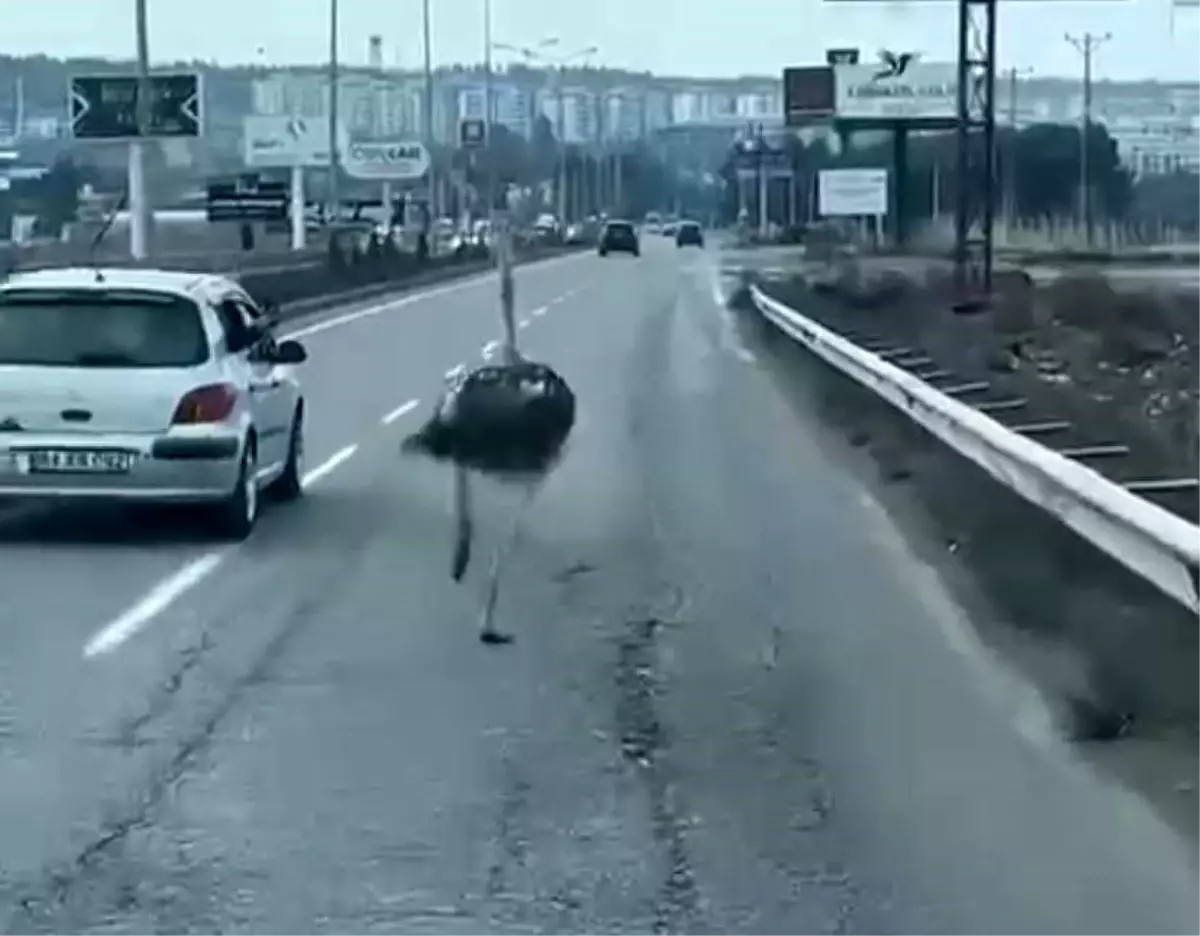 Diyarbakır\'da Deve Kuşu Trafiği Alt Üst Etti