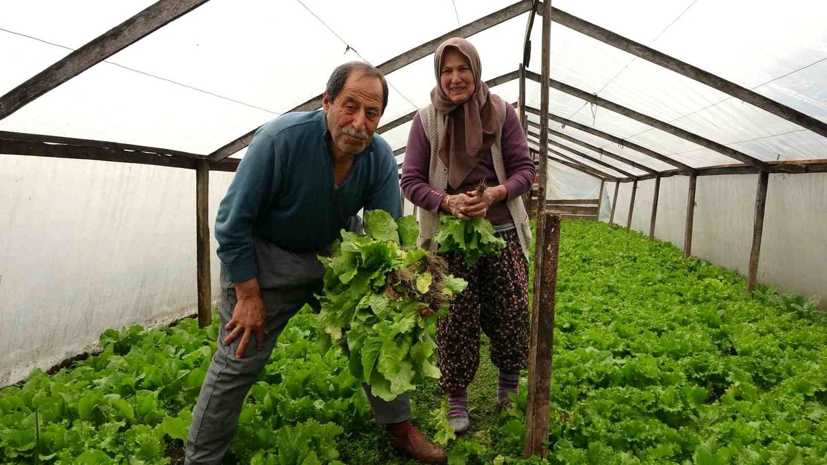 Güvenle Marul Satışı