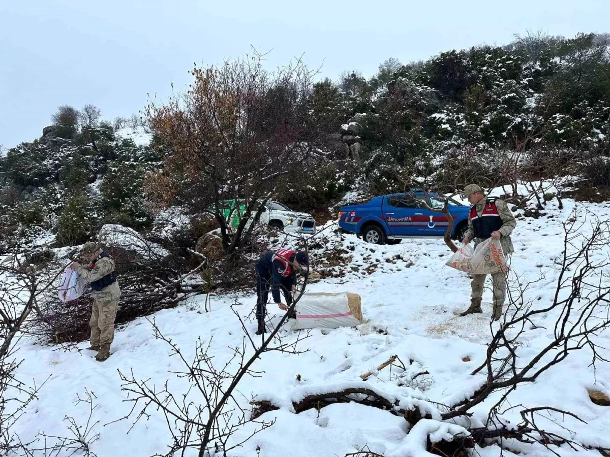 Kilis\'te Yaban Hayvanlarına Yem Bırakıldı