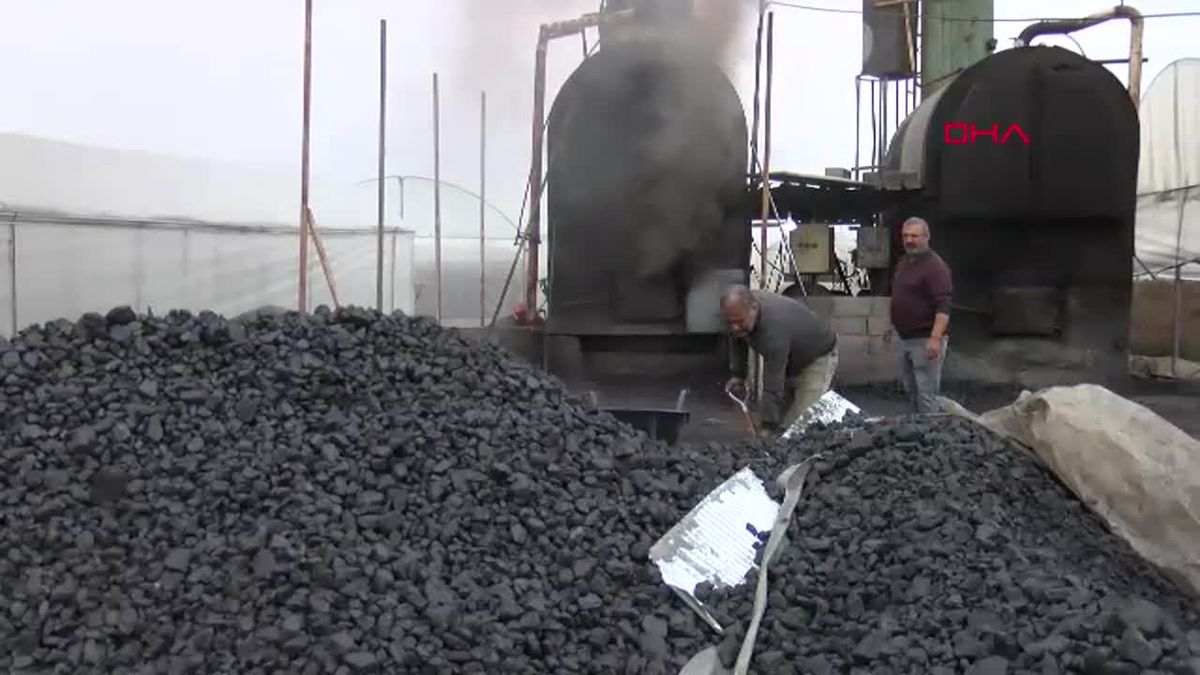 Adana\'da Gül Üreticiliği: Ailece 20 Saat Çalışıyorlar