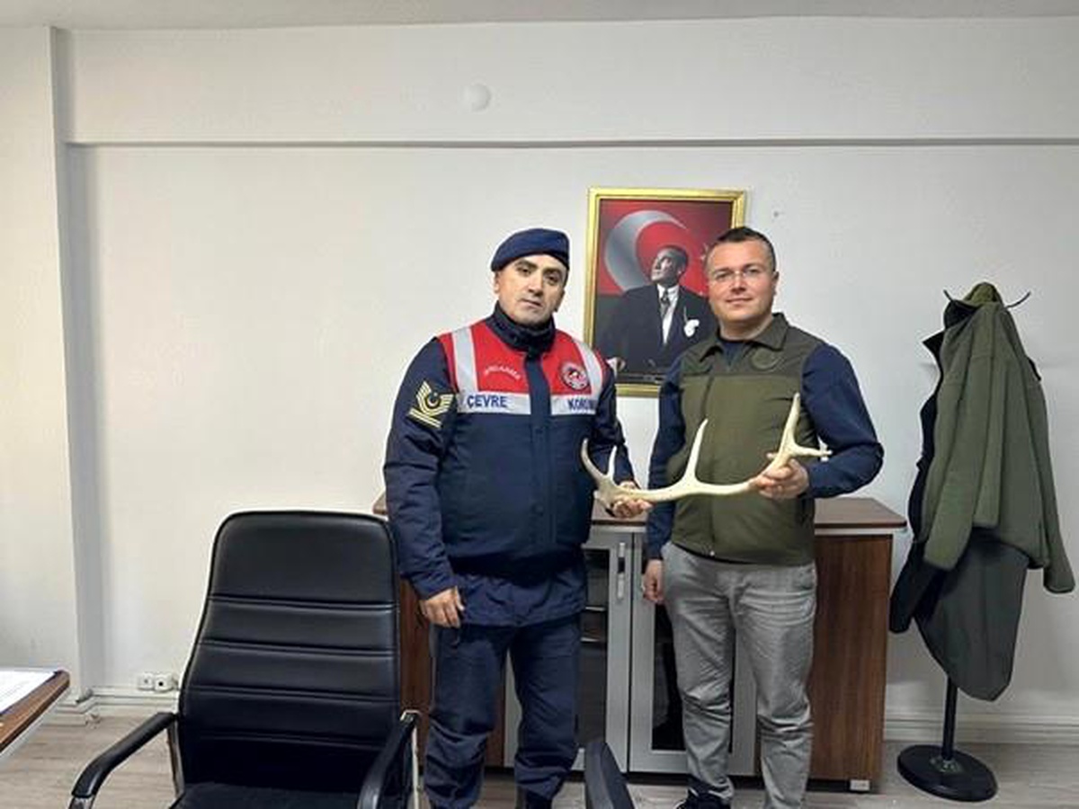 Eskişehir\'de Geyik Boynuzu Satışı Durduruldu