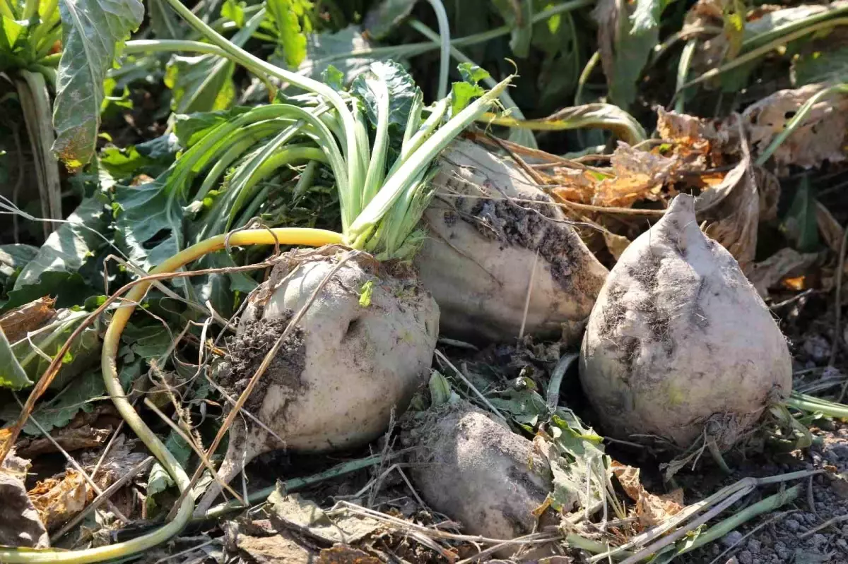 Konya Şeker\'den Çiftçilere 6.2 Milyar Lira Ödeme