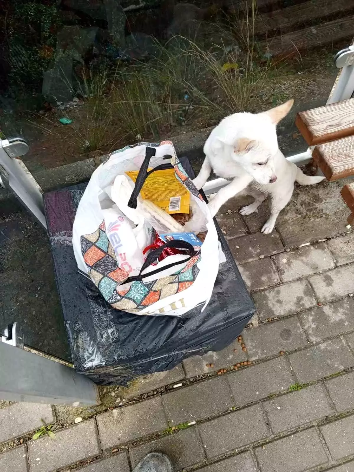 Gemlik\'te Terk Edilen Yavru Köpek Kurtarıldı