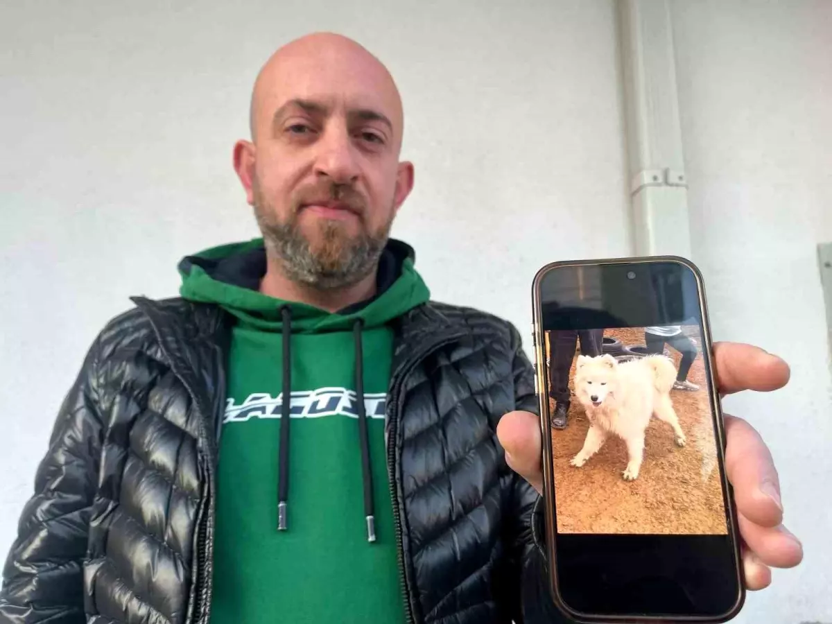 Kayıp Köpek İçin 50 Bin TL Ödül, Dolandırıcıların Hedefi Oldu