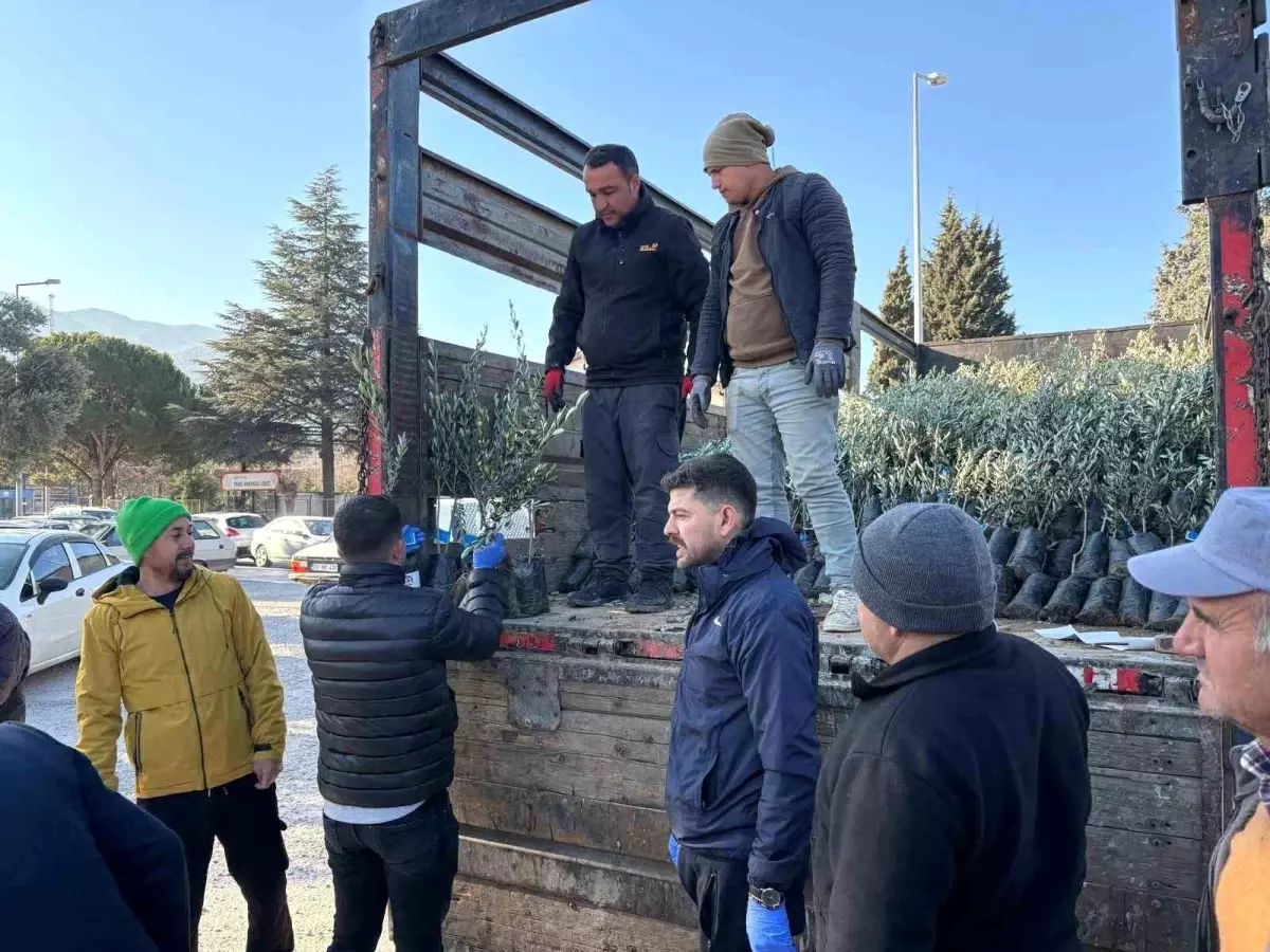 Denizli Büyükşehir Belediyesi\'nden Tavaslı Çiftçilere Zeytin Fidanı Destek