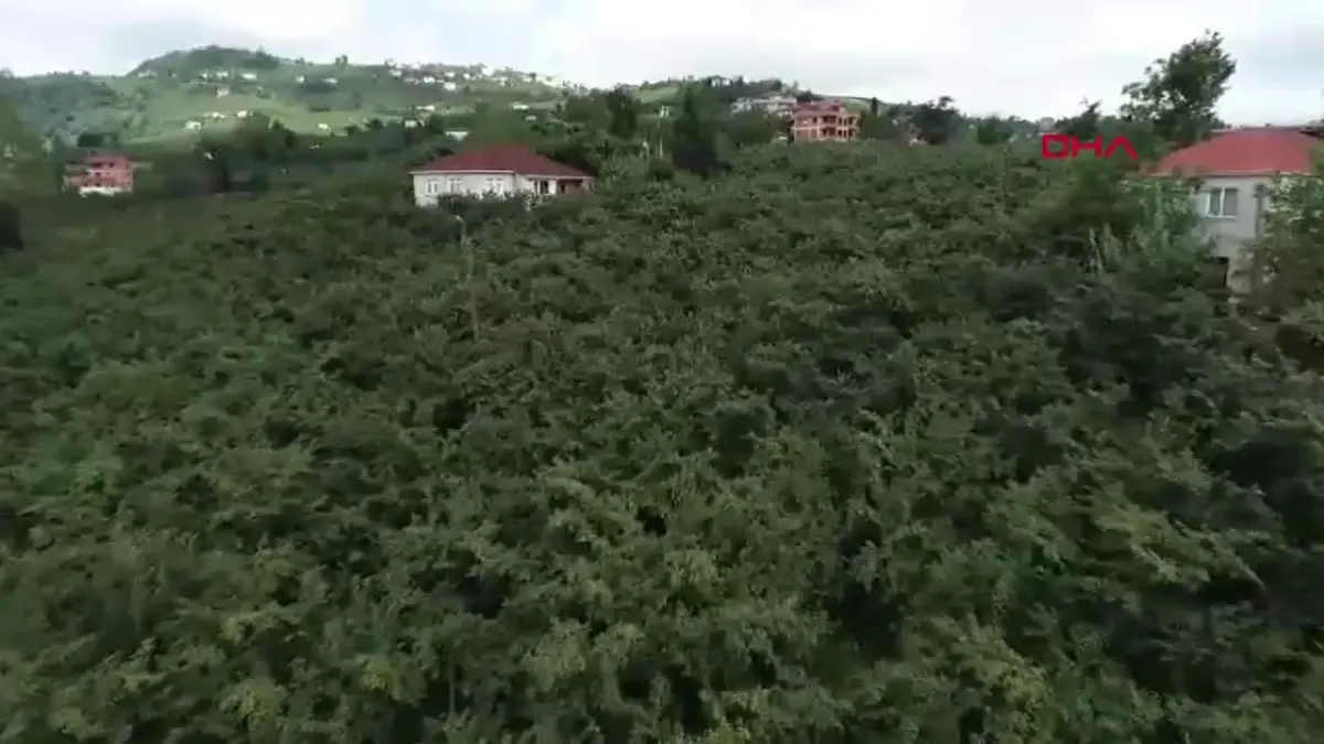 Fındık Tüccarı Dolandırıcılığı: 10 Milyon Lira Zarar