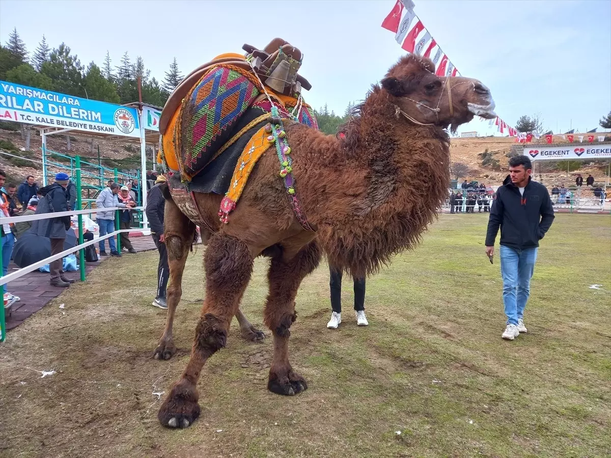 Kale\'de İlk Deve Güreşi Festivali Düzenlendi