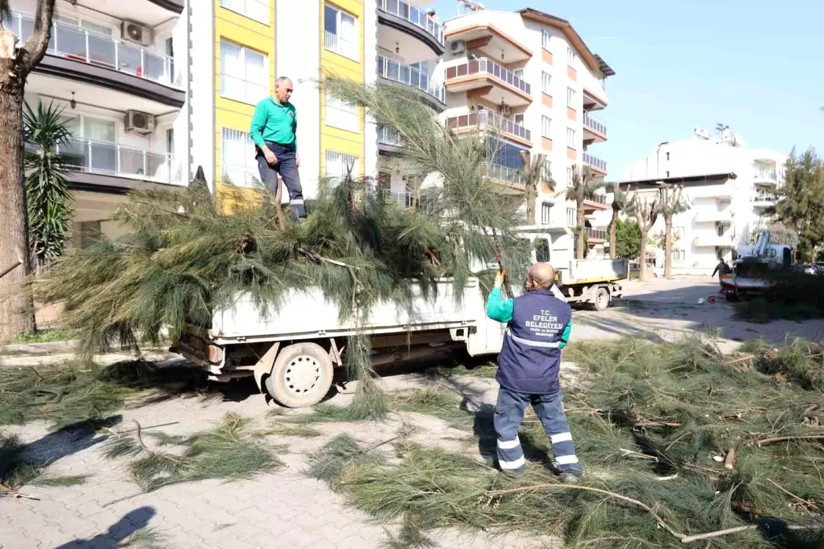 Efeler\'de Ağaç Budama Çalışmaları ile Güvenli ve Estetik Kent Hedefleniyor