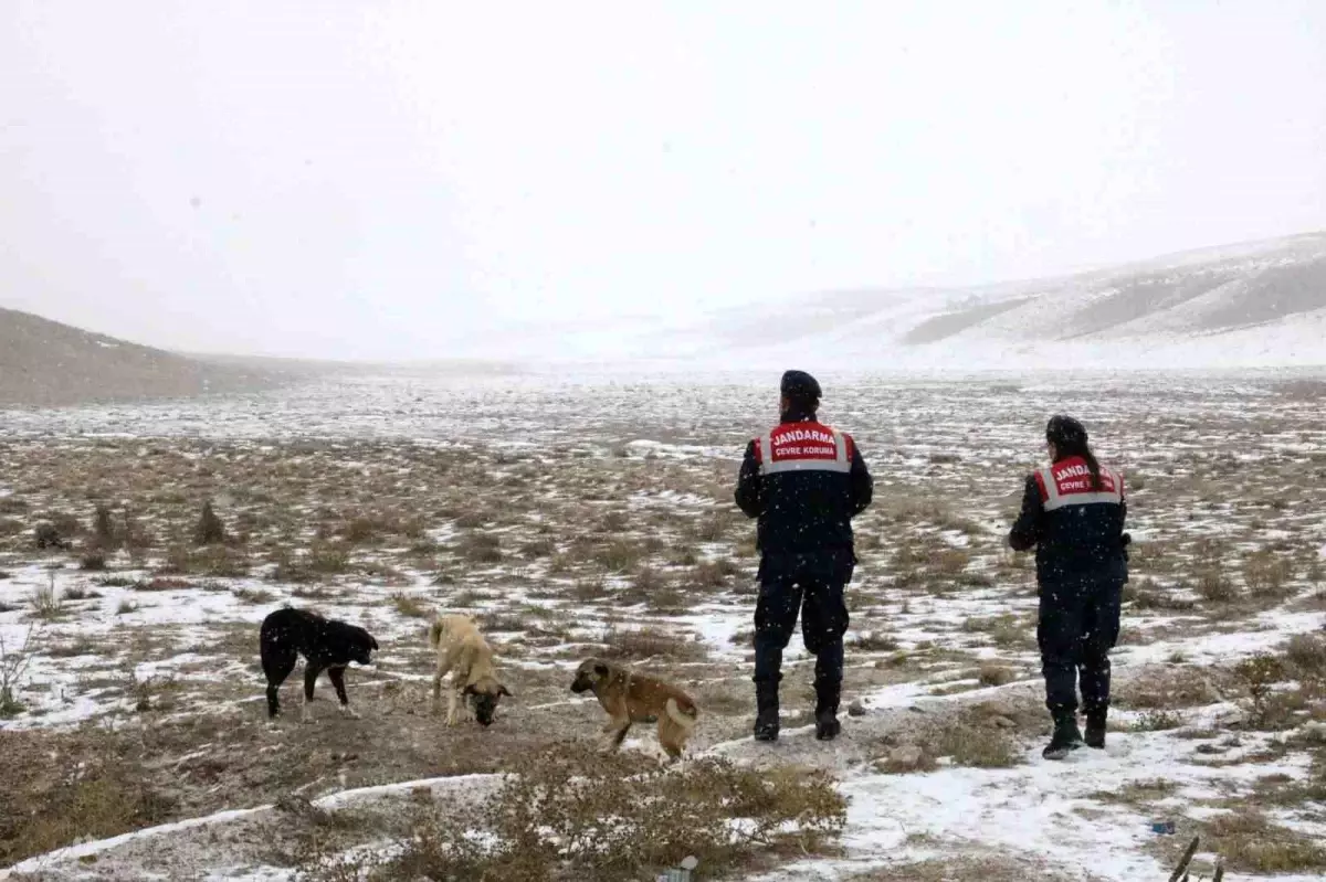 Aksaray\'da Jandarma Hayvanlara Yem Bırakıyor