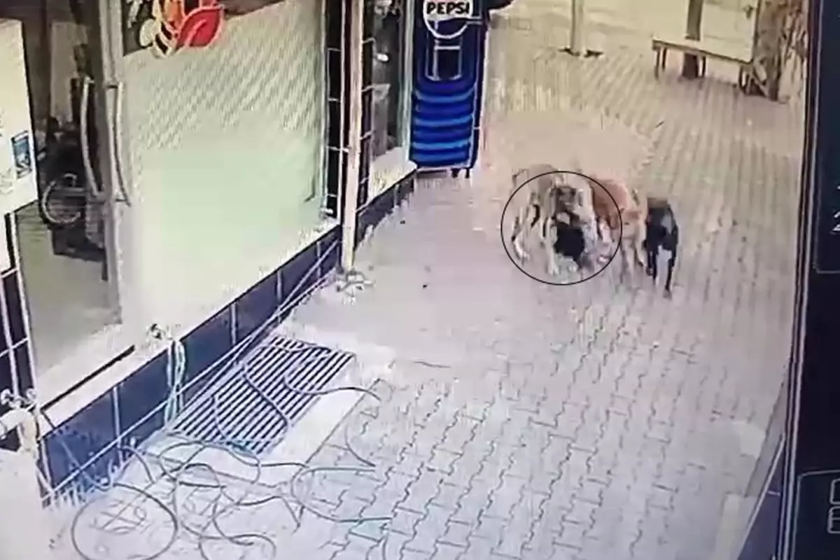 Başıboş sokak köpekleri tavuğu telef etti