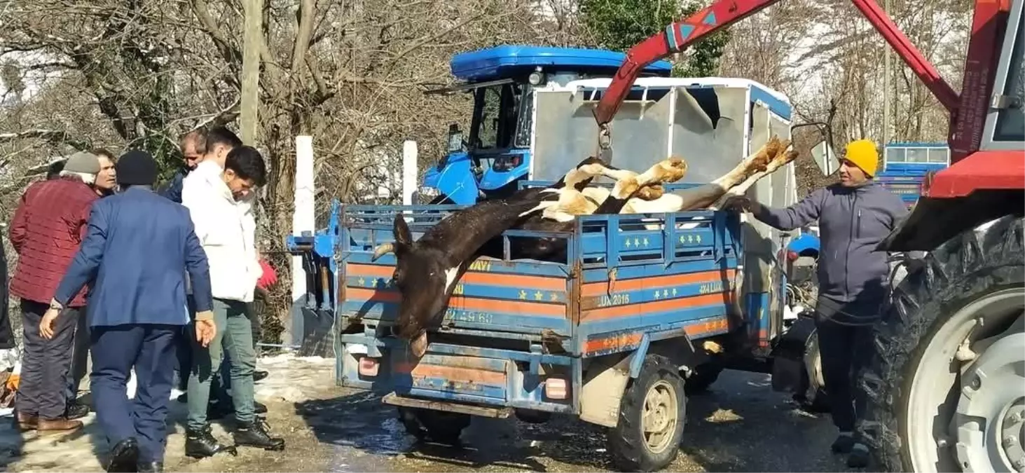 Kumru\'da Ahır Yangını: 5 Hayvan Telef Oldu