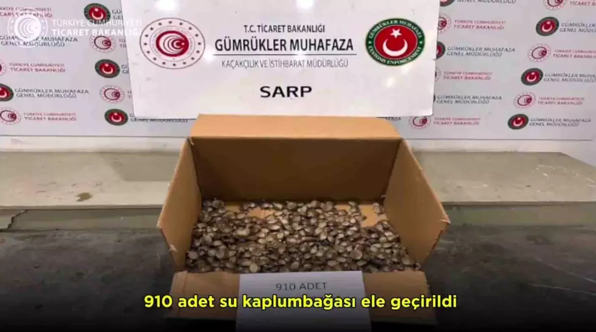 Sarp Gümrük Kapısı\'nda 910 Su Kaplumbağası Ele Geçirildi