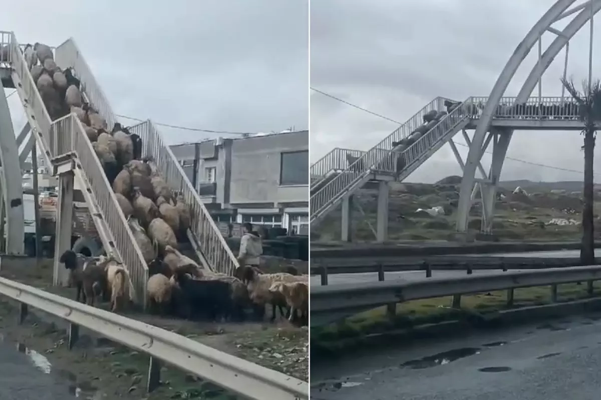 Koyunlar Üst Geçidi Kullandı