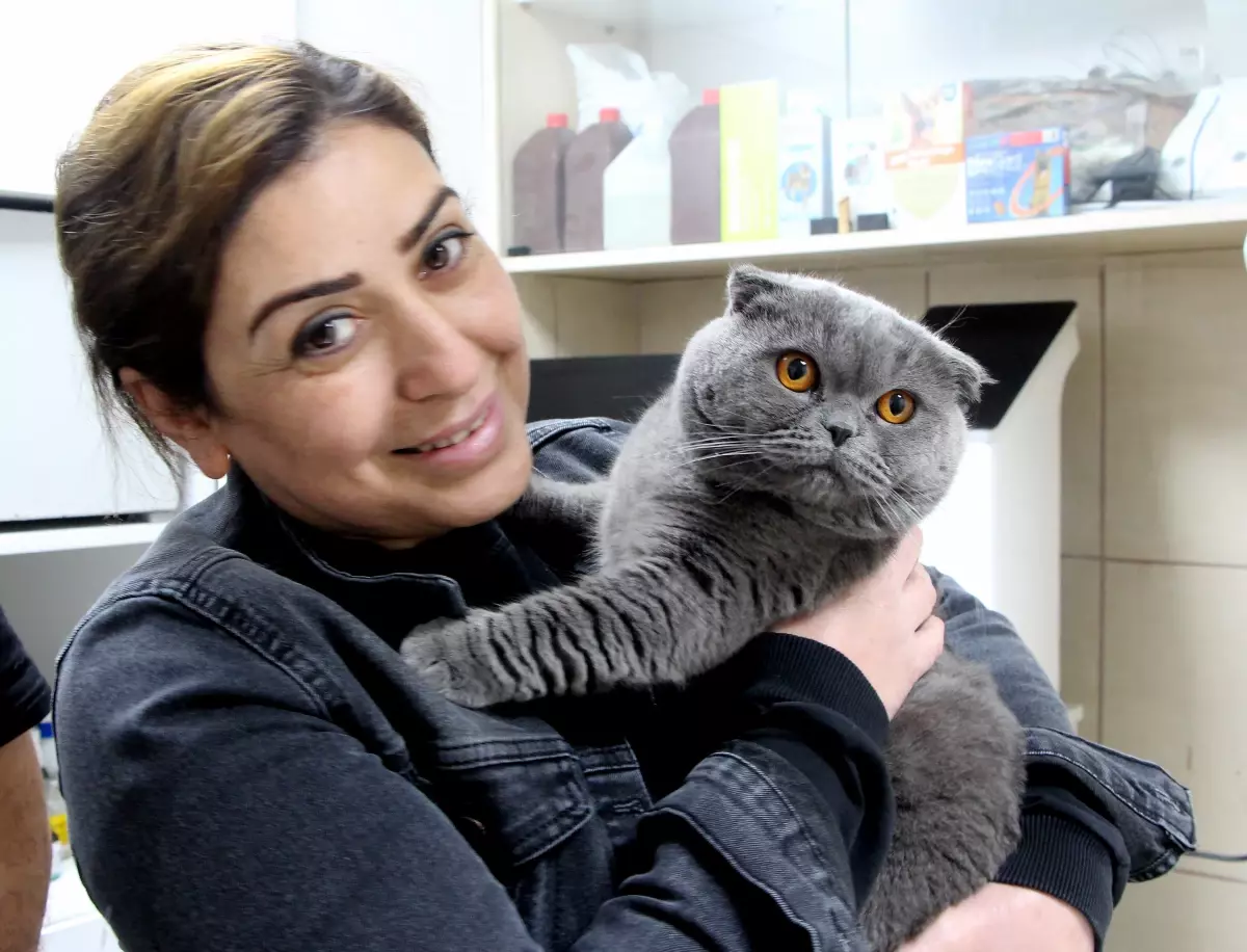 Adana\'da Hermafrodit Kedi Ameliyatla Sağlığına Kavuştu