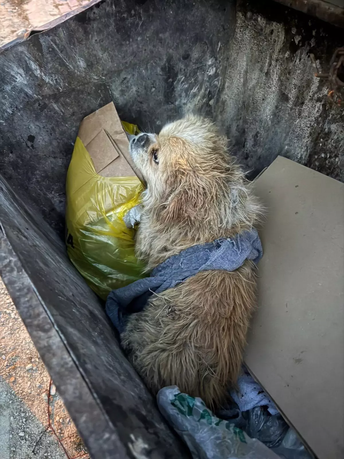 Çivril\'de Çöp Konteynerinde Bağlı Köpek Bulundu