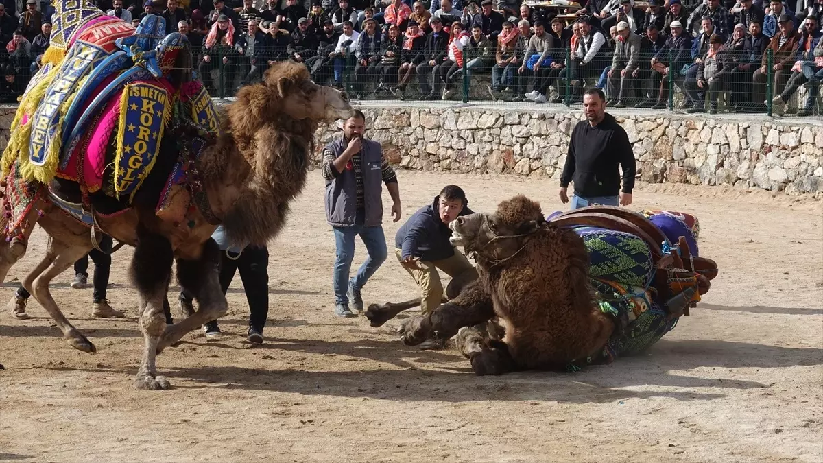 Geleneksel Deve Güreşleri Havran\'da yapıldı